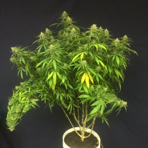 GSC #5, day 38