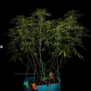 grow-with-medicgrow-smart8-spacementgrown-day30flower-29.jpg