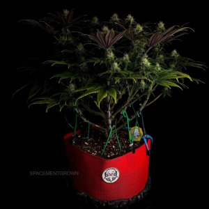 grow-with-medicgrow-smart8-spacementgrown-day30flower-30.jpg