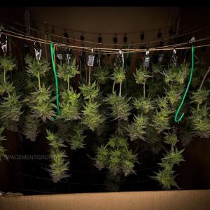 grow-with-medicgrow-smart8-spacementgrown-dry4.jpg