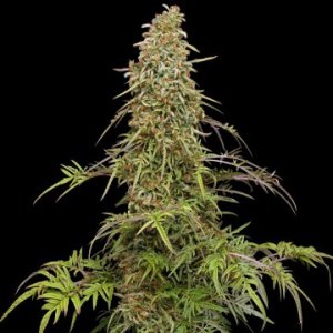 supafreak-feminized-cannabis-humboldt-seeds-hanfsamen-weed.jpg