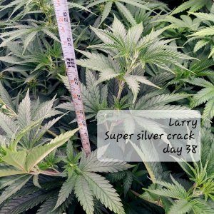 Super Silver Crack Day 38