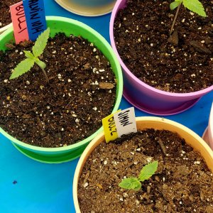 Blueberry-Big Bull-Cannabis Seedlings