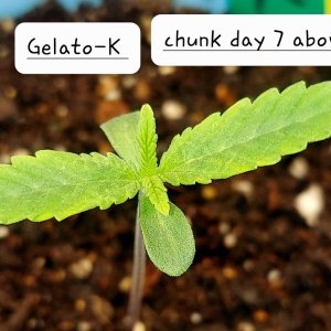 Gelato-K-Seedling