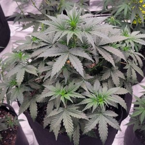 Og Papa plant of month October 2022 gsc auto