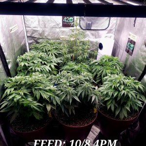Feed-Cultiuana CT-720 Grow Journals