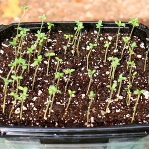 Silver Fox #5 Seedlings-Day 3 of Sprouting-11/22/22