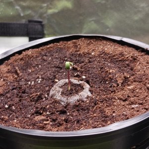 Viparspectra Grow 10 December 2022 Blueberry 1.jpg
