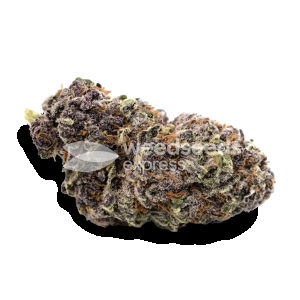 purple-punch-bud.png