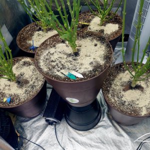 Soil Feed-Topping