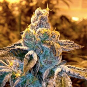 candyland-kens-grand-daddy-seeds-cannapot-weed.jpg