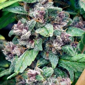 Blueberry Autoflower-Grow Journal