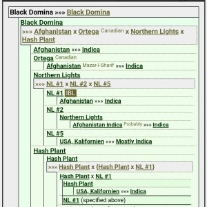 Black Domina-Lineage