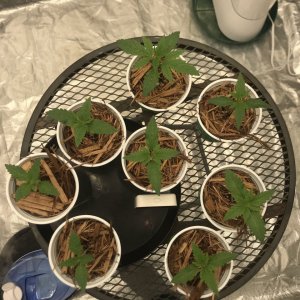 Seedlings Day 8-12
