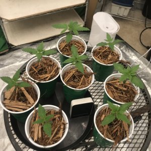 Seedlings Day 8-12
