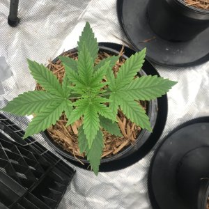 First week out of seedling