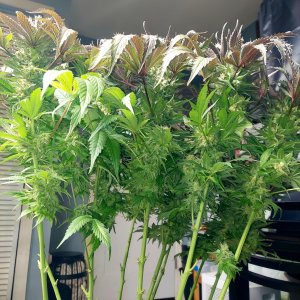 Sirius Black-Weed Seeds Express-Grow