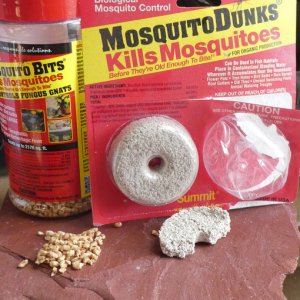 Mosquito-Bits and Dunks.JPG