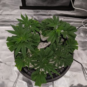 Grandmommy Purple - Herbies - Clones for the picking