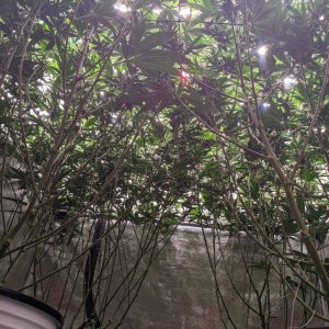 Grandmommy Purple - Herbies - Under canopy - Week 3 flower