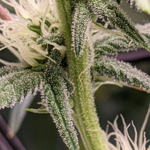 Grandmommy Purple - Herbies - Week 3 flower