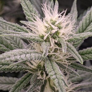 Grandmommy Purple - Herbies - Week 3 Flower