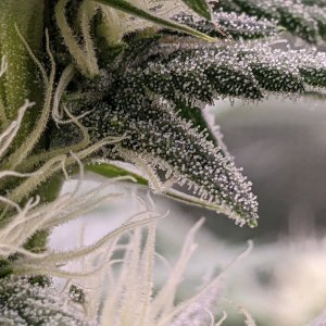 Grandmommy Purple - Herbies - Frosty end to week 3 flower