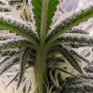 Grandmommy Purple - Herbies - Frosty Palm Tree - Flower week 3