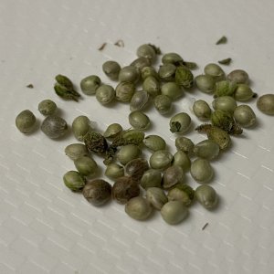 SLH indica-dom seeds harvested 28.10.22.jpg