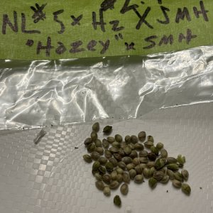 NL#5xHaze x SMH air-pollinated seeds.jpg