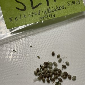 SLH#1 select-pollinated seeds.jpg