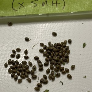 SMH x SMH select pollinated seeds.jpg