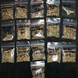 88 G13 HP seed project (2).jpg