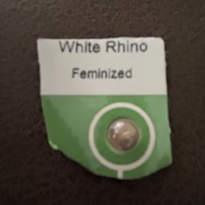 Nirvana White Rhino seed