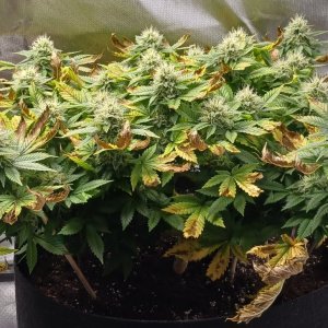 Viparspectra Grow 24 March 2023 Blueberry 1.jpg