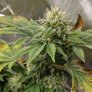 Viparspectra Grow 24 March 2023 Blueberry bud.jpg