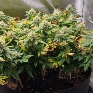 Viparspectra Grow 29 March 2023 Blueberry 1.jpg