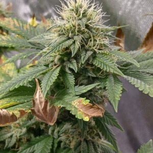Viparspectra Grow 29 March 2023 Blueberry bud.jpg