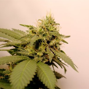 Solo Cup Project-Blueberry Feminized #2-Day 44 of Flowering-5/2/23