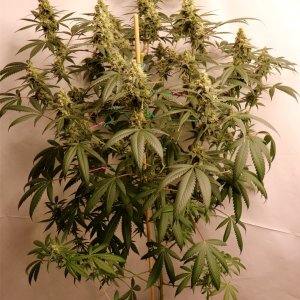 Solo Cup Project-Gorilla Bomb Feminized-Day 45 of Flowering