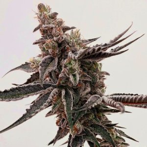 rainbow-cake-seeds-apeorigin-marijuana-highend-420.jpg