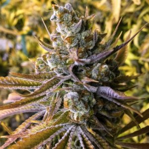 tangie-ghost-train-female-chief-collabs-cannapot.jpg