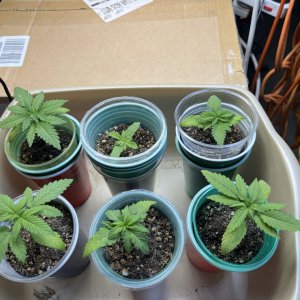 Seedlings 2 5.6.23