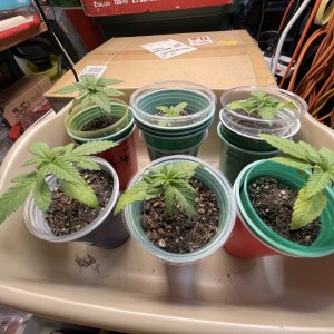 Seedlings 3 5.6.23