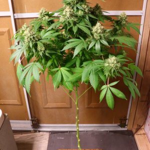 Solo Cup Project-Blueberry Feminized #1/B-Day 50 of Flowering-5/8/23