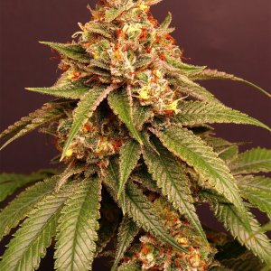 Sager Bloom Haze F2 by Dark Horse Genetics-Day 52 of Flowering-5/10/23