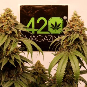 Twin Sager Bloom Haze F2 Colas w/420 Magazine Sticker