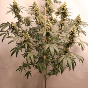 Solo Cup Project-Gorilla Bomb Feminized-Day 57 of Flowering-5/15/23