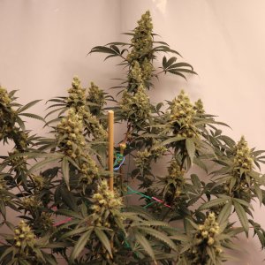 Solo Cup Project-Gorilla Bomb Feminized-Day 57 of Flowering-5/15/23