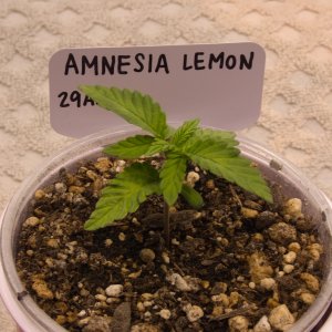 Amnesia Lemon Day 17